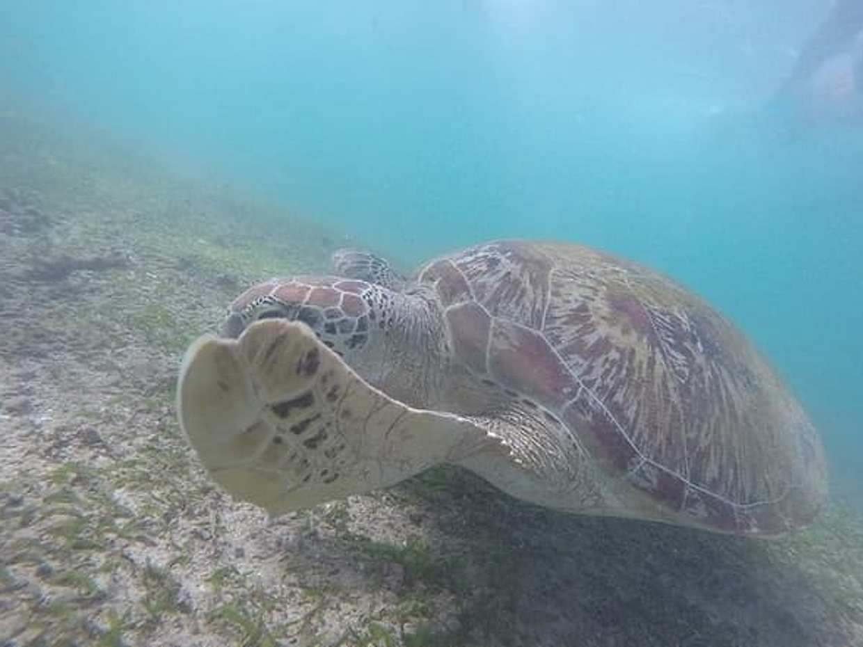Snorkeling with Turtles in Mirissa, photo 2