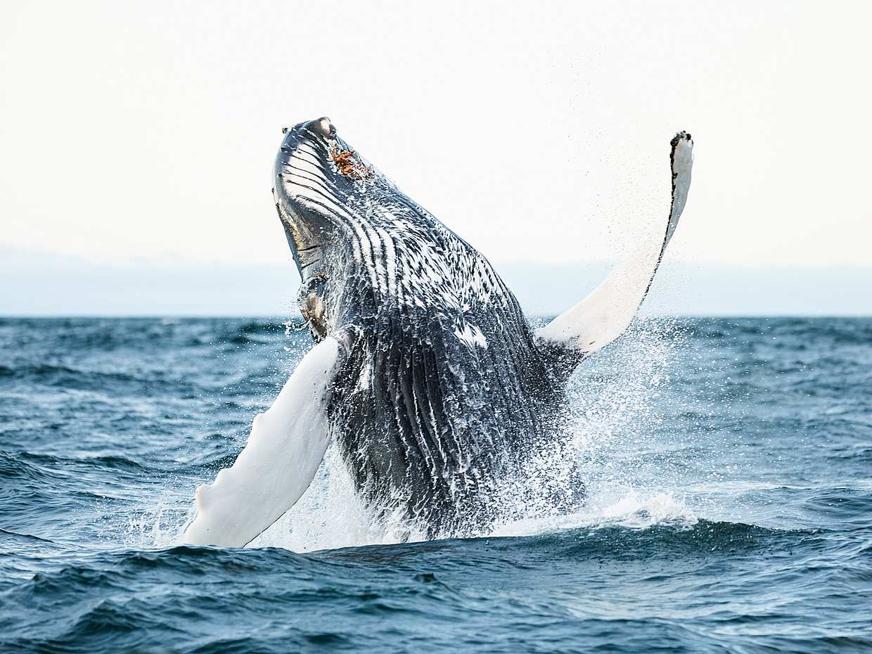 Whale Watching on Sailboat from Húsavík in Iceland, photo 5