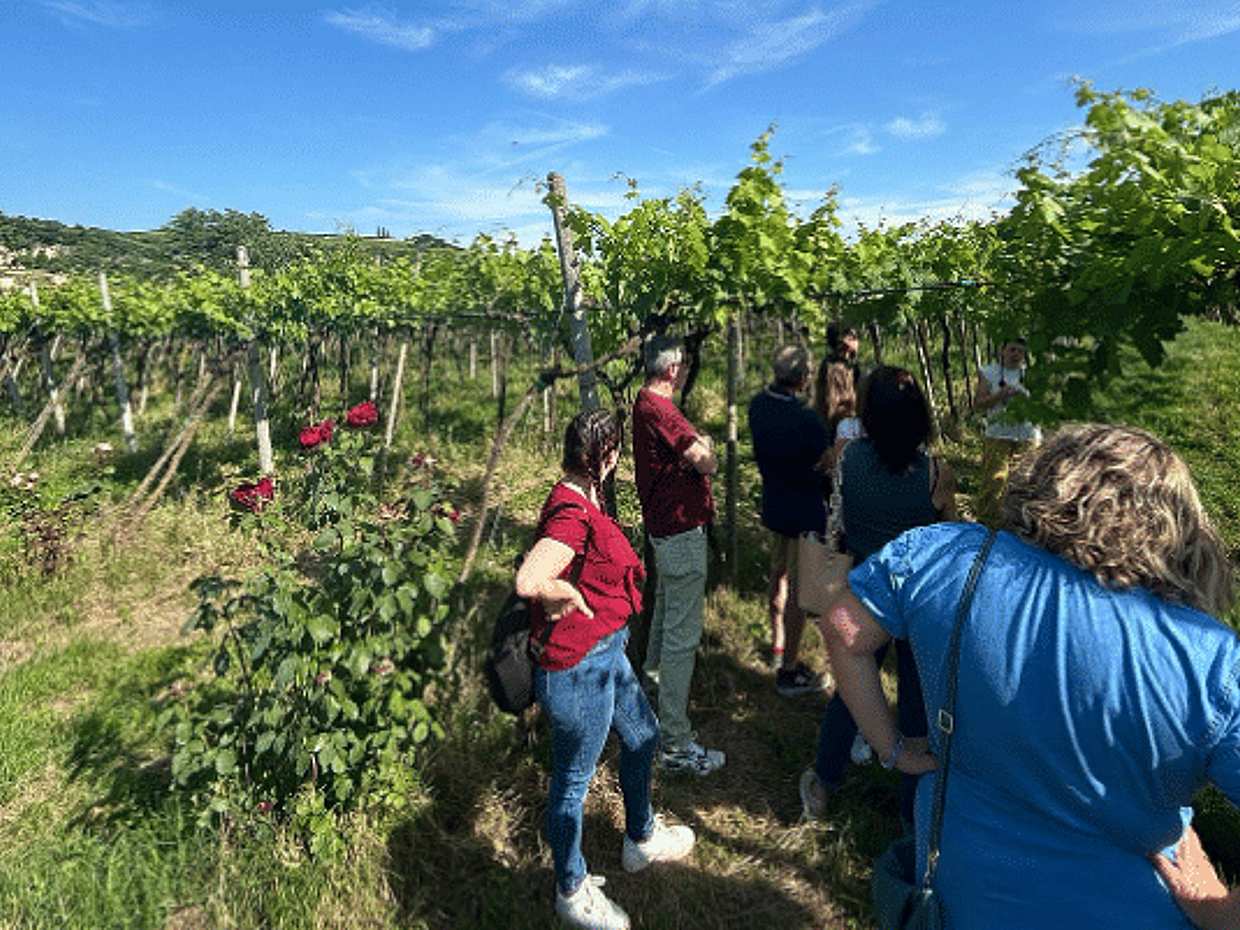 Soave Wine Tasting and Vineyard Tour in the Historical Center, photo 2
