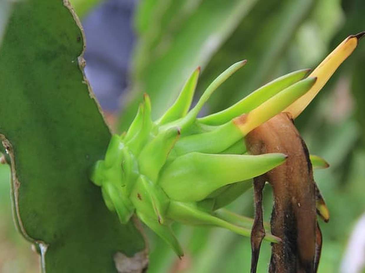 Ho Coc Beach - Nature Reserve and Dragon-fruit Farm trip with home-cooked lunch, photo 2