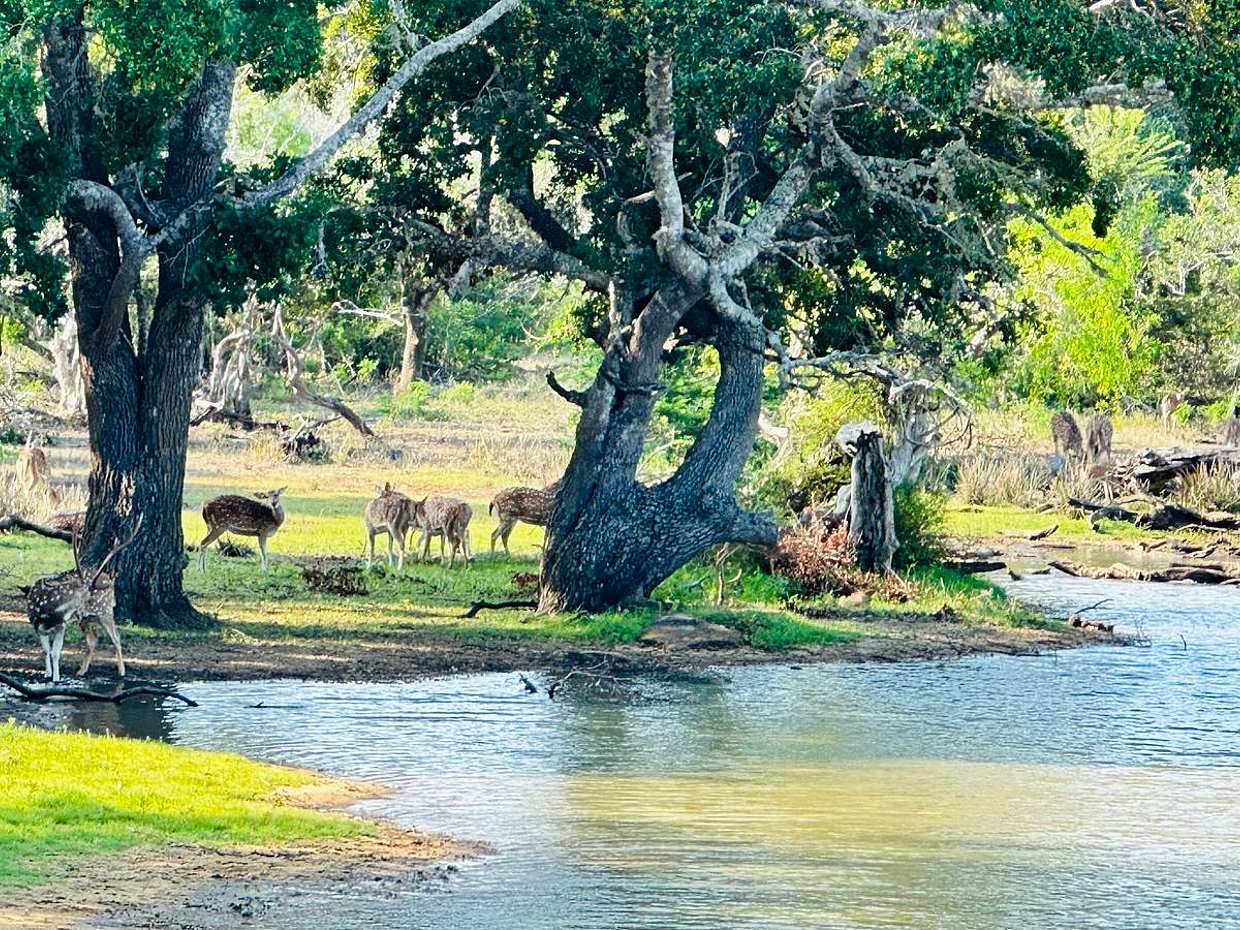 One Day Tour to Yala Wildlife Safari in Sri Lanka, Colombo, photo 5