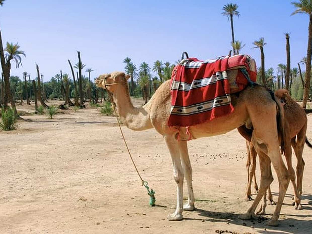 Camel ride in Marrakech Palm Grove
