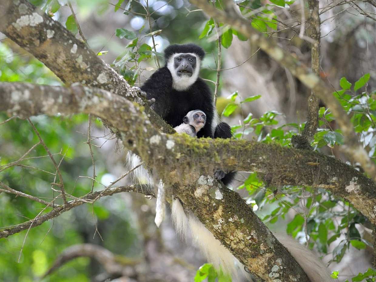 Arusha National Park Full-day Tour in Tanzania, photo 5