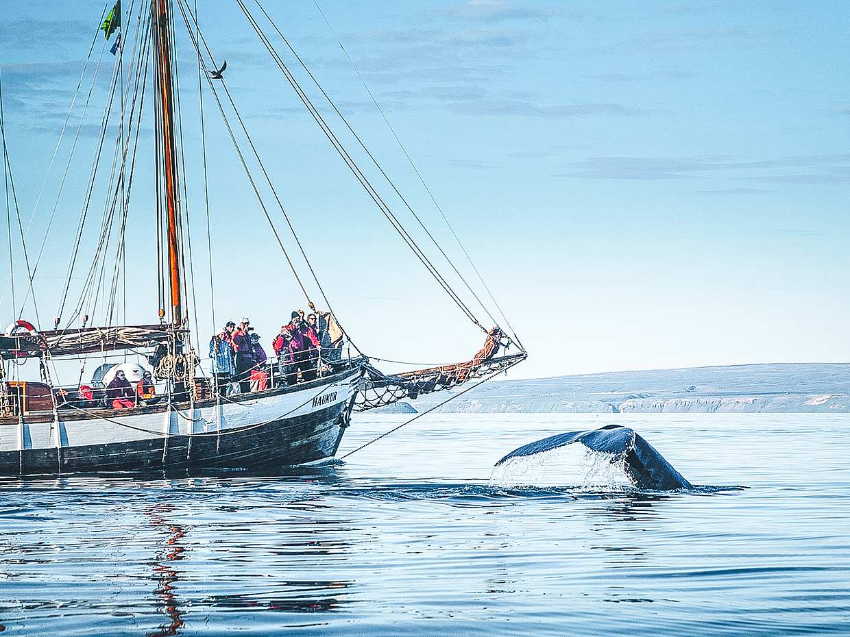 Whale Watching on Sailboat from Húsavík in Iceland, photo 2