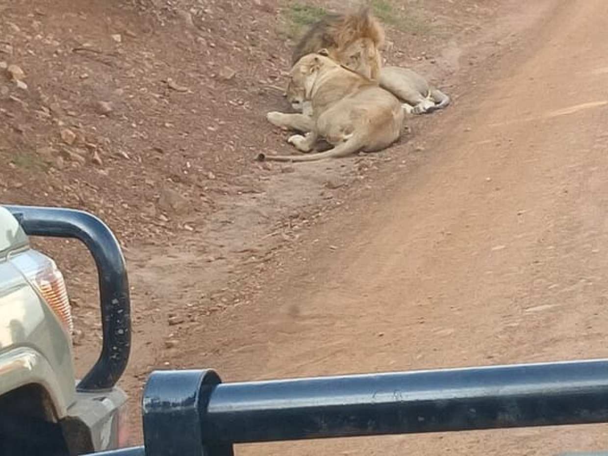 Nairobi National Park Guided Half Day Tour in Kenya, photo 3