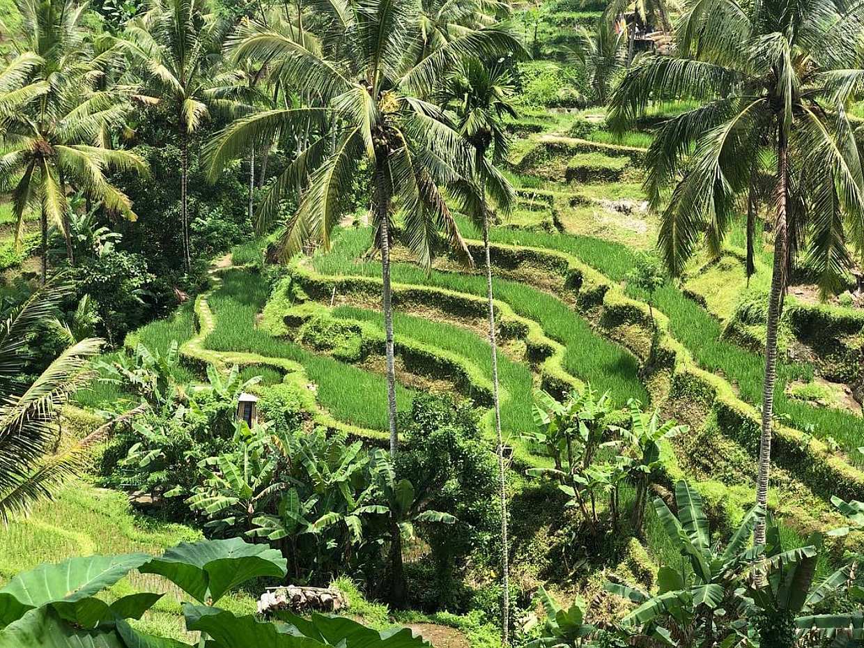 An Ubud Guided Tour ( Bali’s Cultural Center ) and Tanah Lot Temple in Indonesia, photo 2
