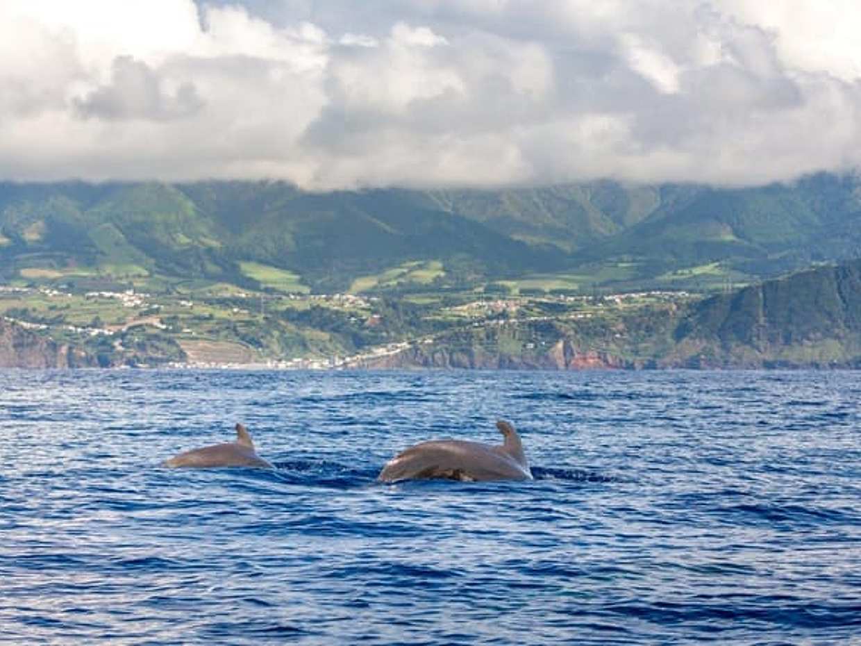 Best of São Miguel Island in Portugal, Ponta Delgada, photo 3