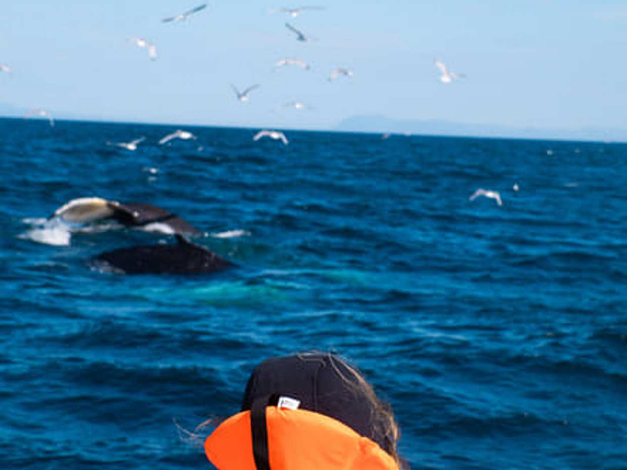 Whale Watching tour from Reykjavik, photo 2