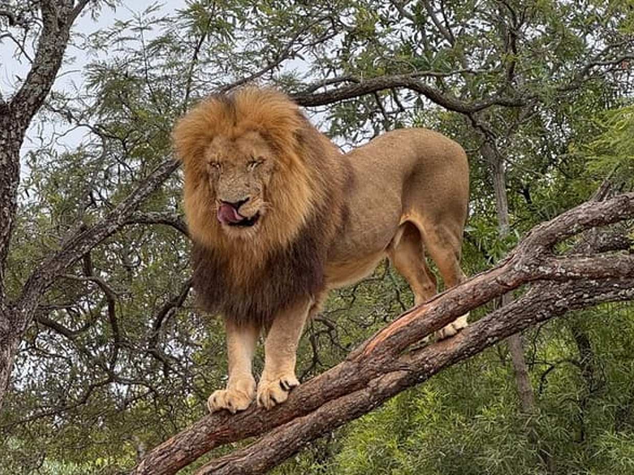 Walk With Lions From Johannesburg in South Africa, Gauteng, photo 4