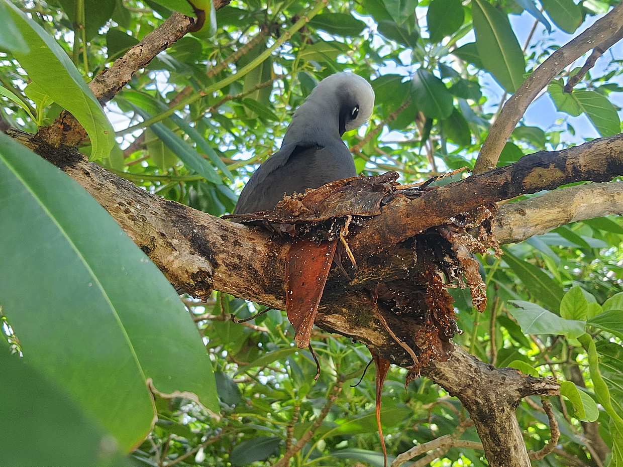 Cousin Cureiuse and st. Pierre Adventure, Seychelles, photo 5