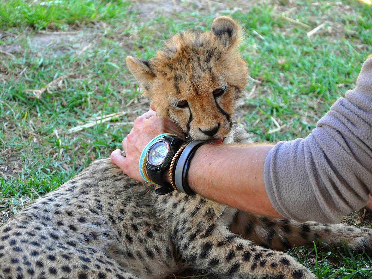 Zoo Visit with Tickets in Dubai, United Arab Emirates