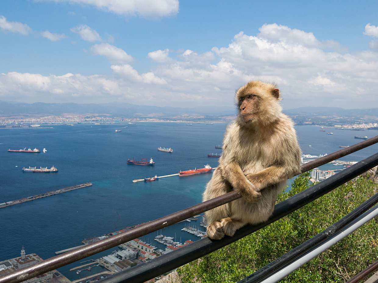 Full-day Gibraltar Tour in Spain, Malaga, photo 5