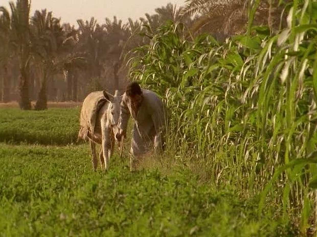Half-Day Tour To The Egyptian Green Farm With Breakfast, photo 4