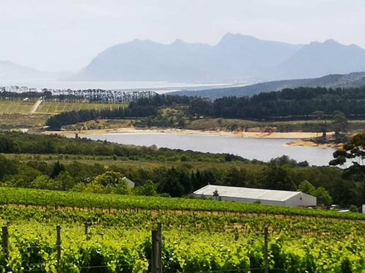 Private Full Day Shore Whale Watching Penguins Wine Tasting Tour from Cape Town in South Africa, photo 5