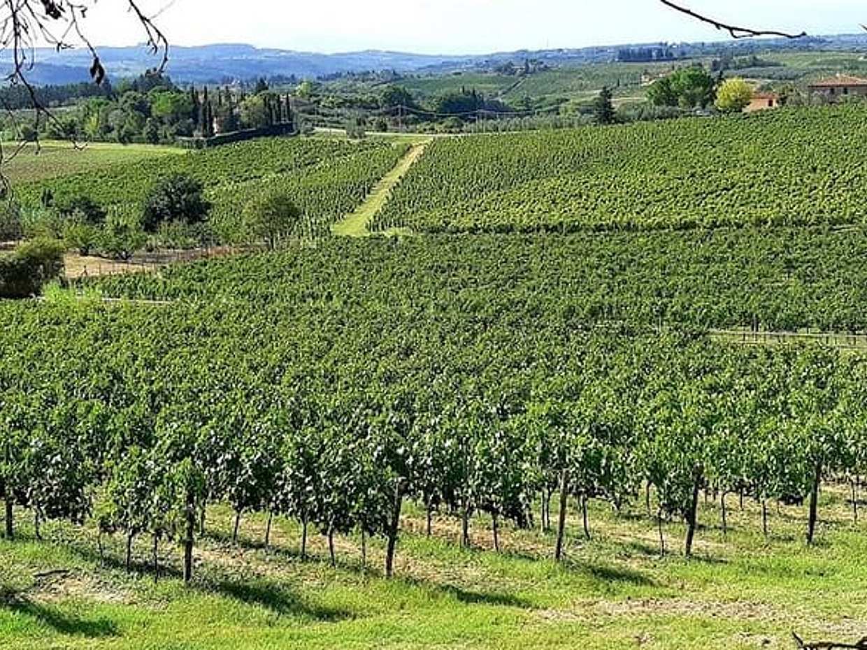 PRIVATE TOUR: Pisa & Lucca with Lunch and wine tastings in the Farm, photo 3