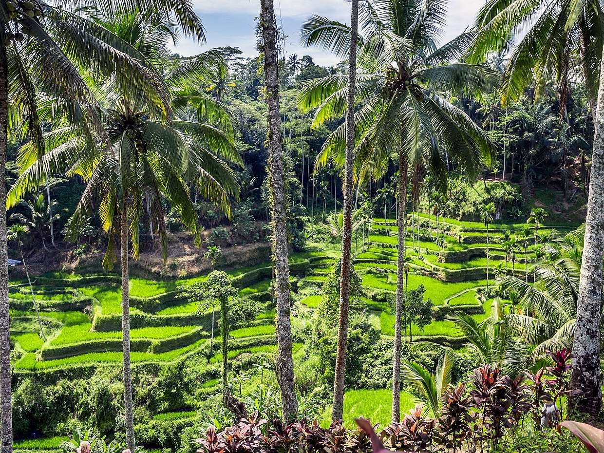 Full-day Bali Private Customized Tour