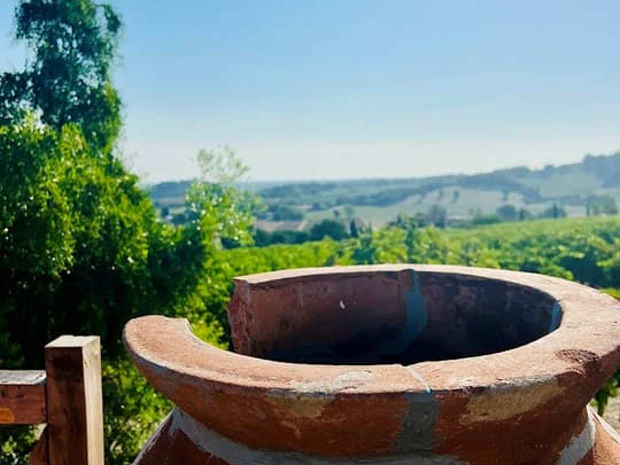 Discover Italian Wines: Exclusive tasting of 3 glasses of wine and olive oil at Tenuta La Viola, photo 4