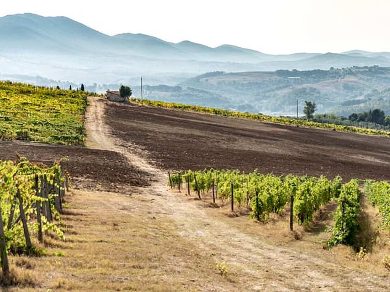 The Wines of Corbara: Exploring the Flavors of Umbria, photo 4