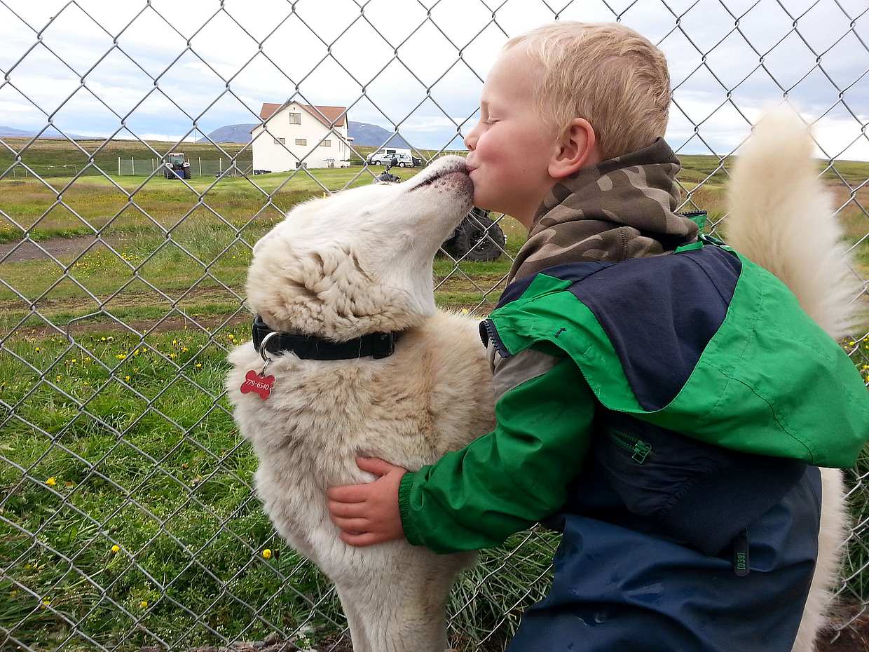 Siberian Husky Kennel Visit, Iceland, photo 2