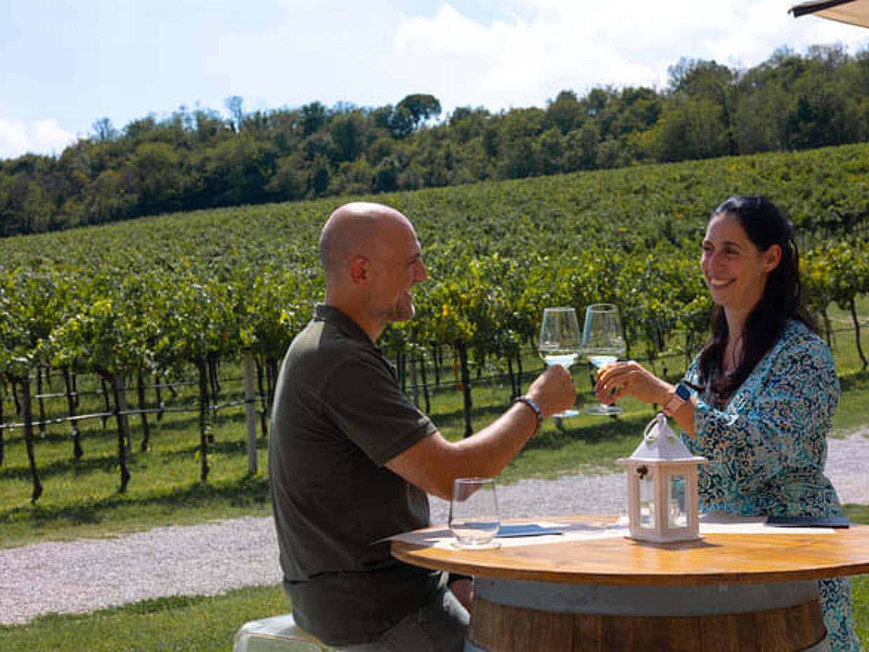 From Padua: Olive Oil & Wine in the Euganean Hills, photo 5