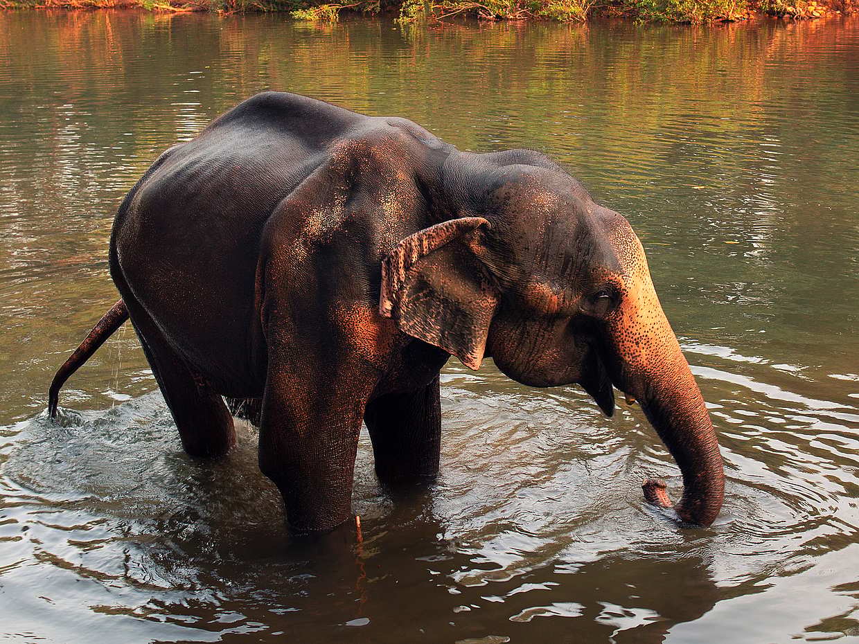 ทัวร์น้ำตก Dudhsagar ในอินเดีย, Goa
, photo 4