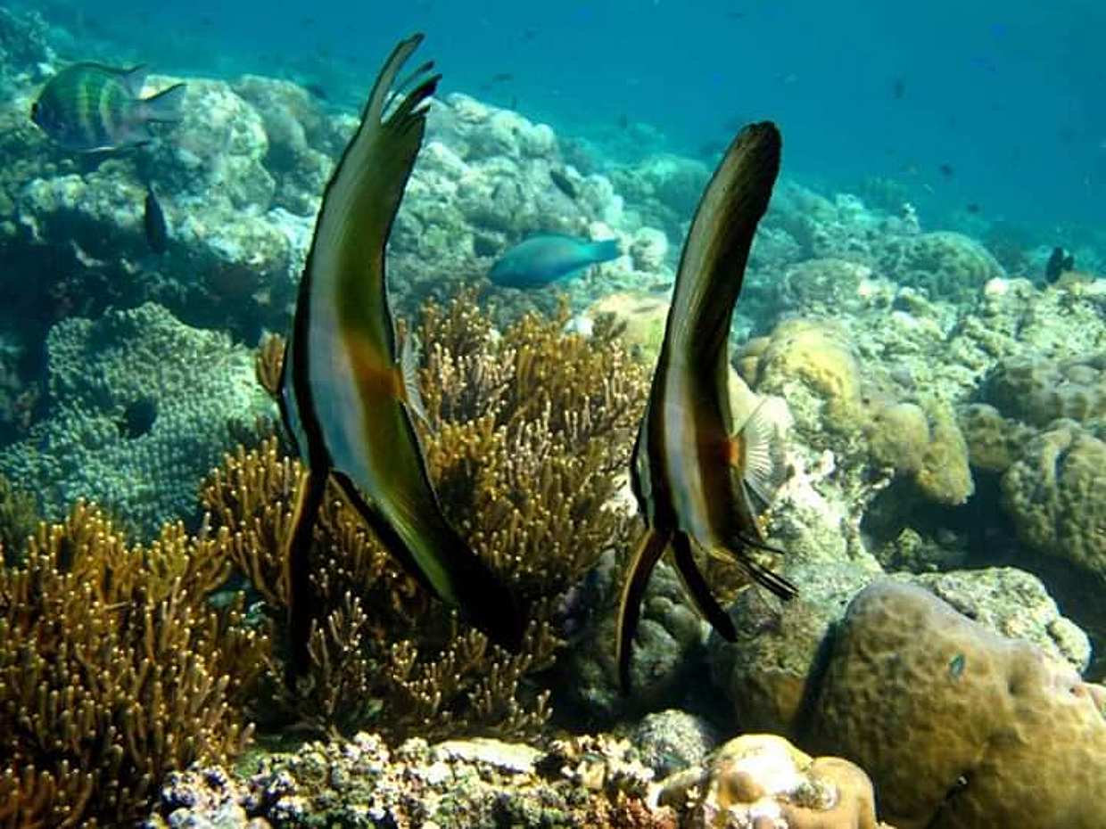 Blue Lagoon Snorkeling, photo 2
