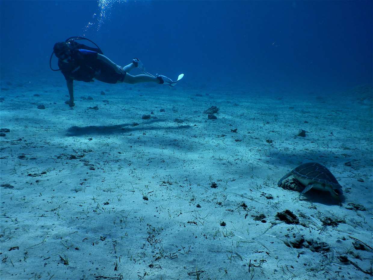 Guided Scuba Diving Tours (Certified divers), photo 5