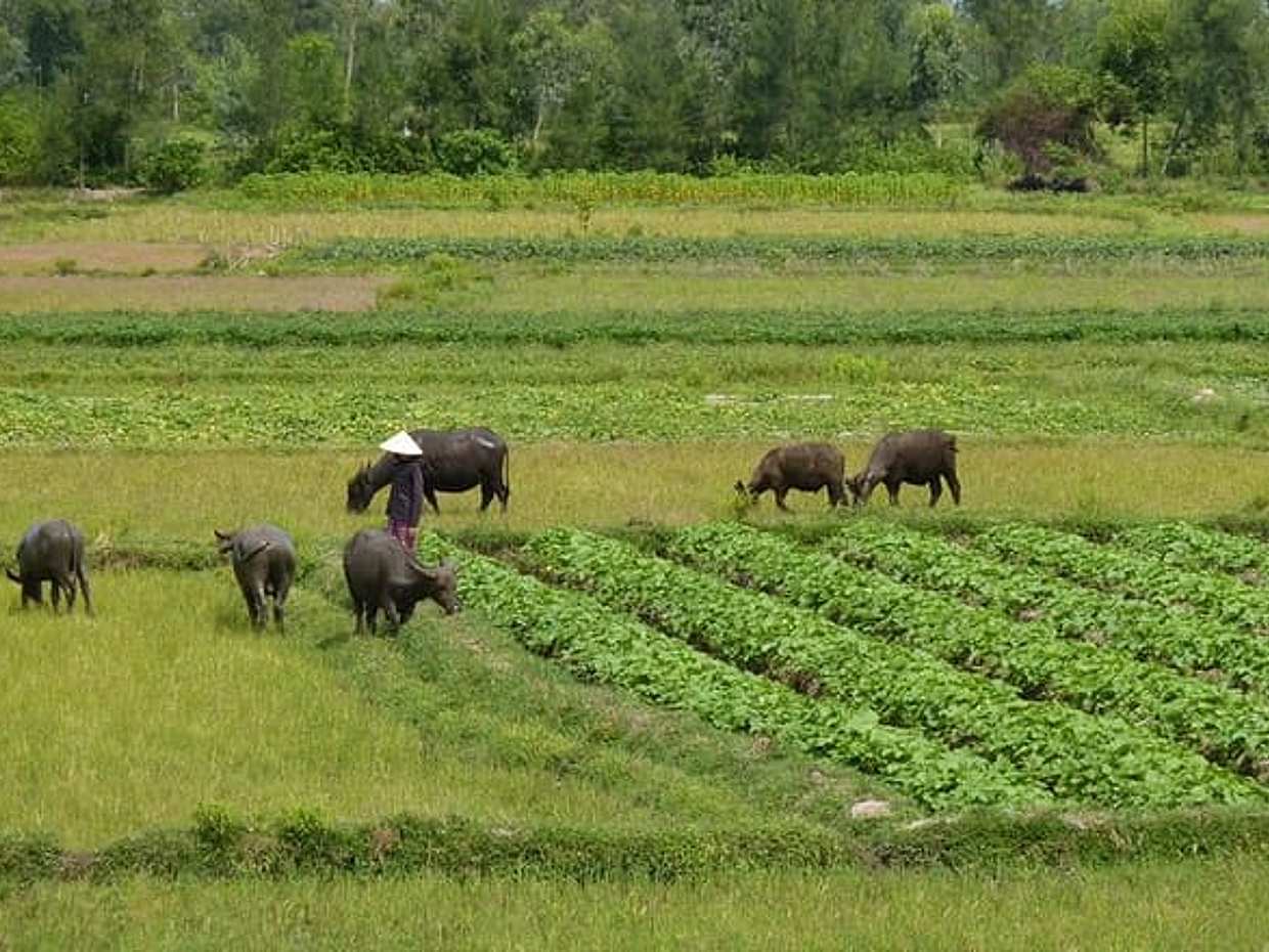 Half-Day Hoi An Countryside and Villages Tour by Bike in Vietnam, photo 3