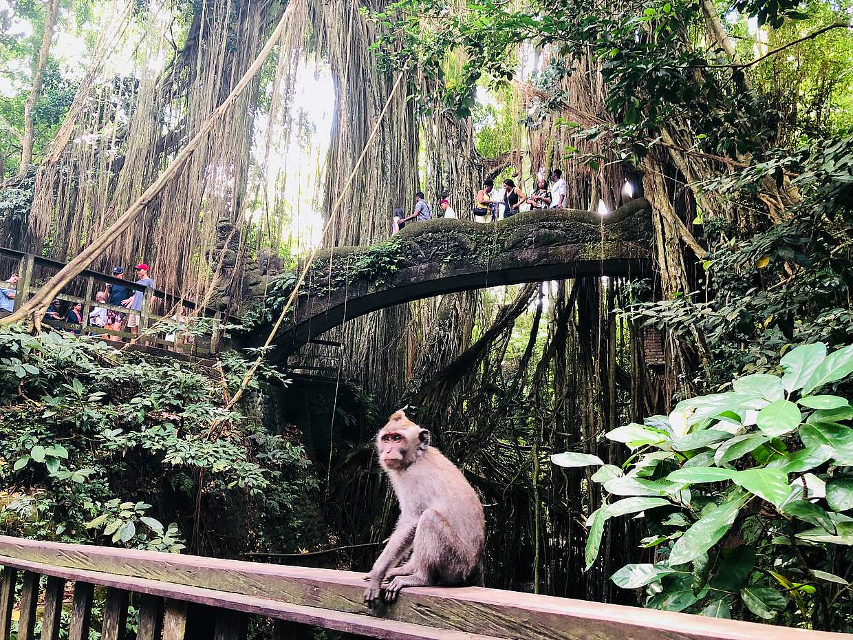 Ubud Tour: Лучшее в Убуде - Все включено в Индонезии, Бали.
, photo 4