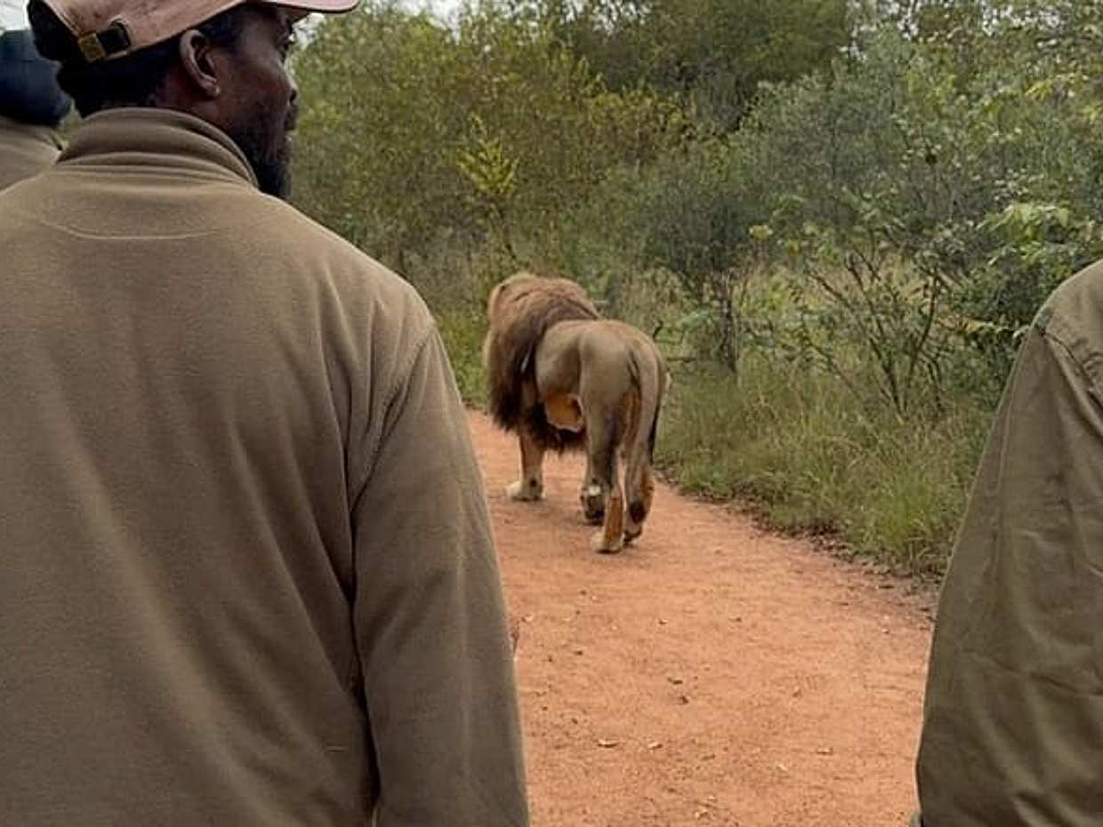 Walk With Lions From Johannesburg in South Africa, Gauteng, photo 3