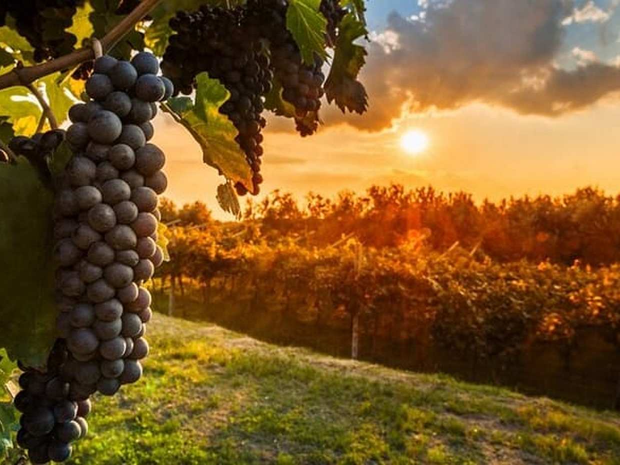 Chianti Private Tour with Dinner and Wine Tasting Experience, photo 2