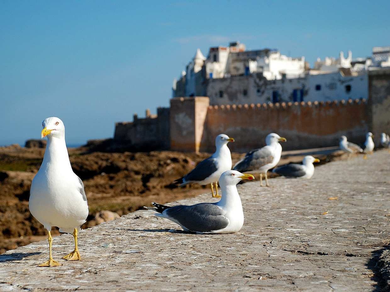 Shared Group Day Trip: Marrakech to Essaouira in Morocco, Marrakesh, photo 4