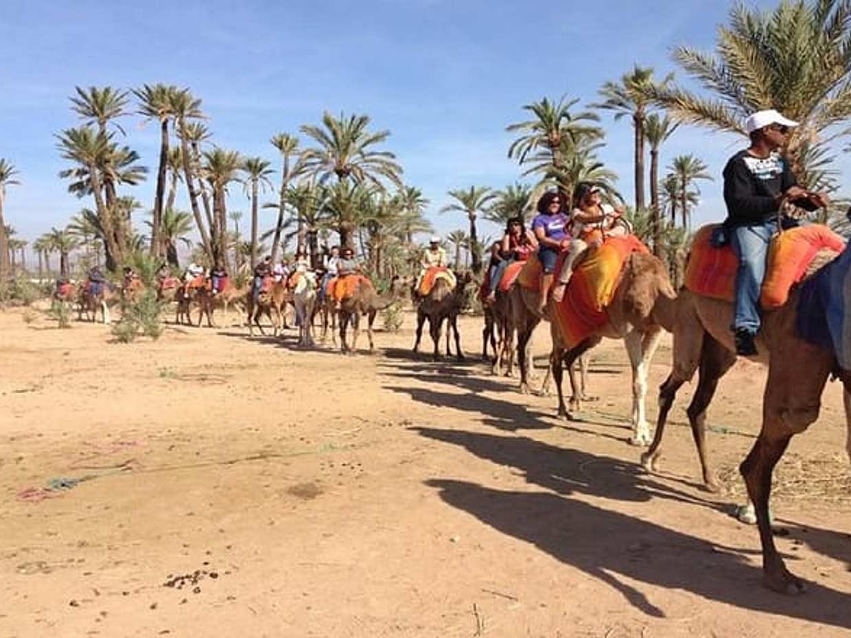 Camel Ride in Marrakech Palm Grove, photo 4