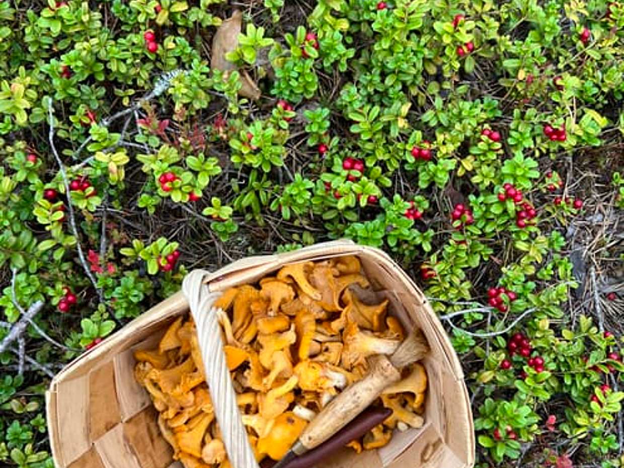Mushroom Hunting, photo 5