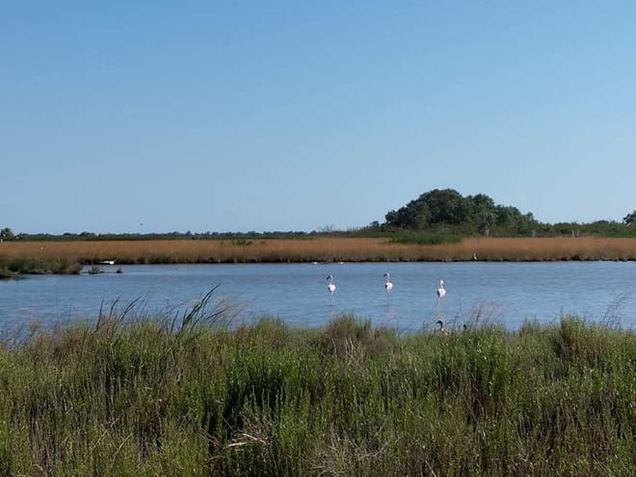 Po Delta Boat Tour: Explore Isola dell’Amore & Nature, photo 2