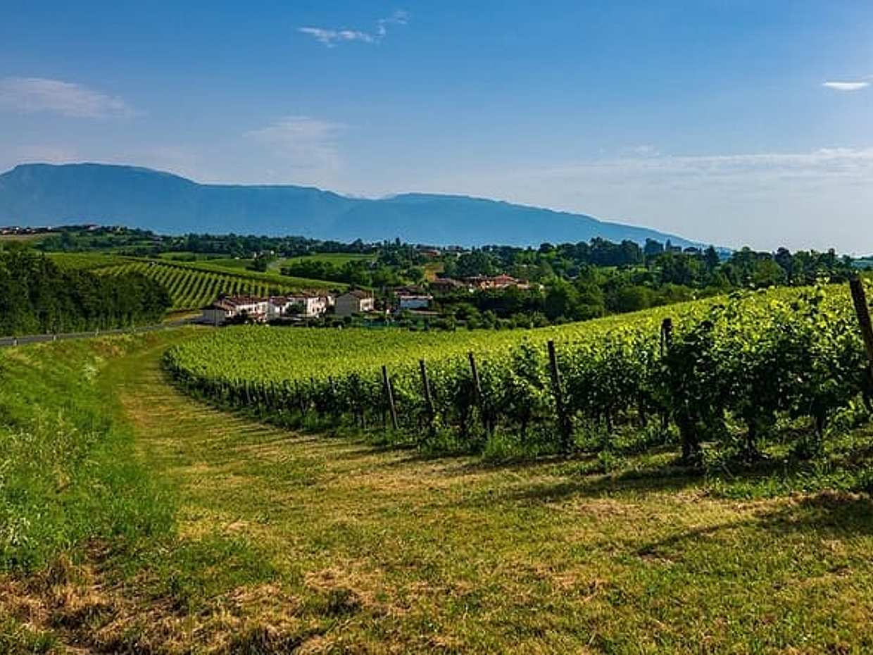 Private Day Trip Venice To Prosecco Region with Local Driver, Italy, photo 4