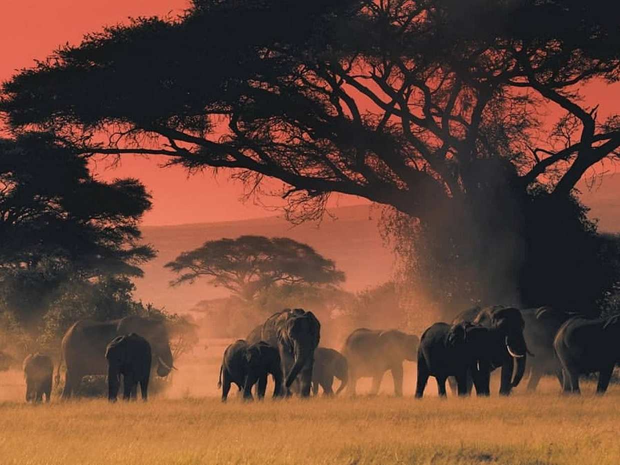 South Luangwa Private Night Safari in Zambia, Kakumbi