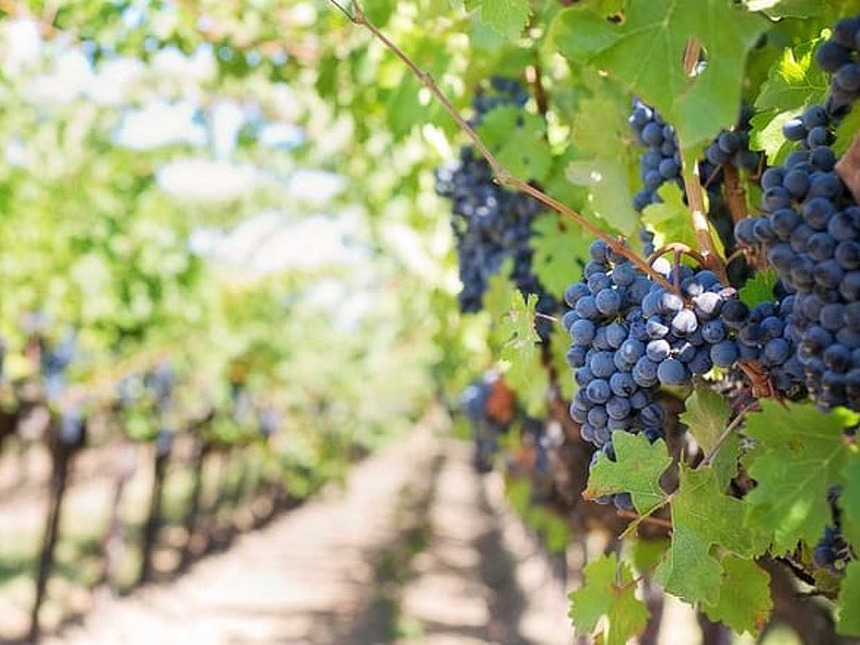 Mount Vesuvius Wine Tour with Lunch from Naples or Sorrento