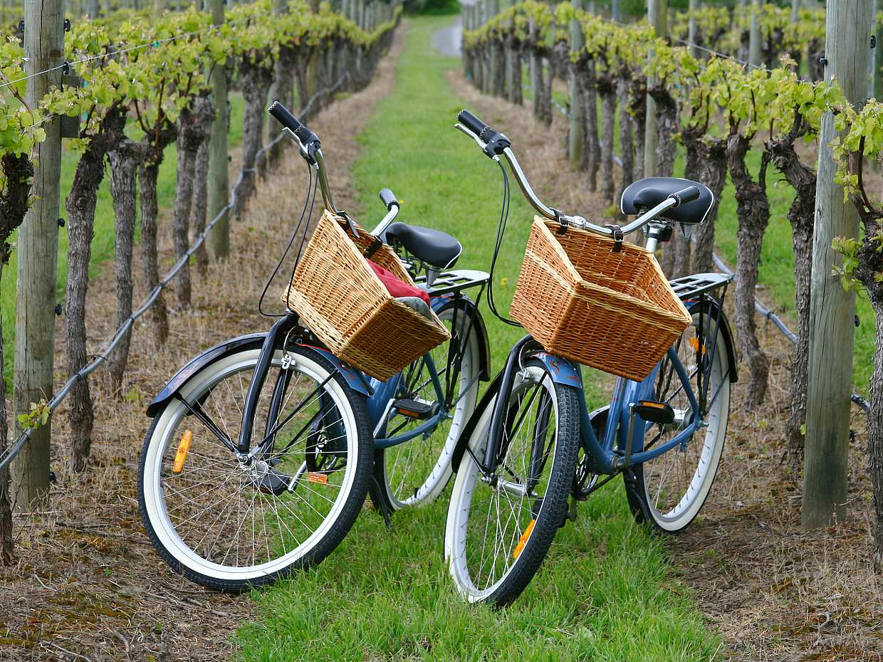 Vineyard Bike Tour in Binissalem and Wine Tasting
