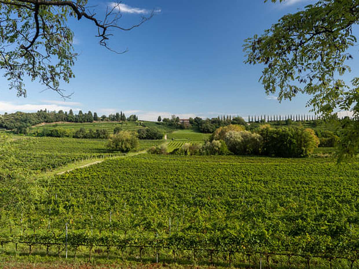 Tour and tasting of 3 organic wines near Custoza, photo 4