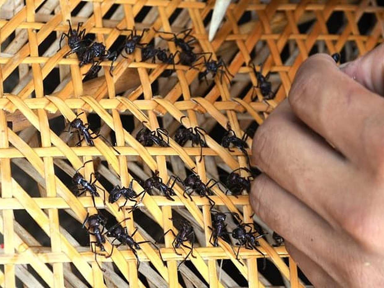 "Ritual Indígena de Formigas Tucandeiras no Brasil, Manaus"