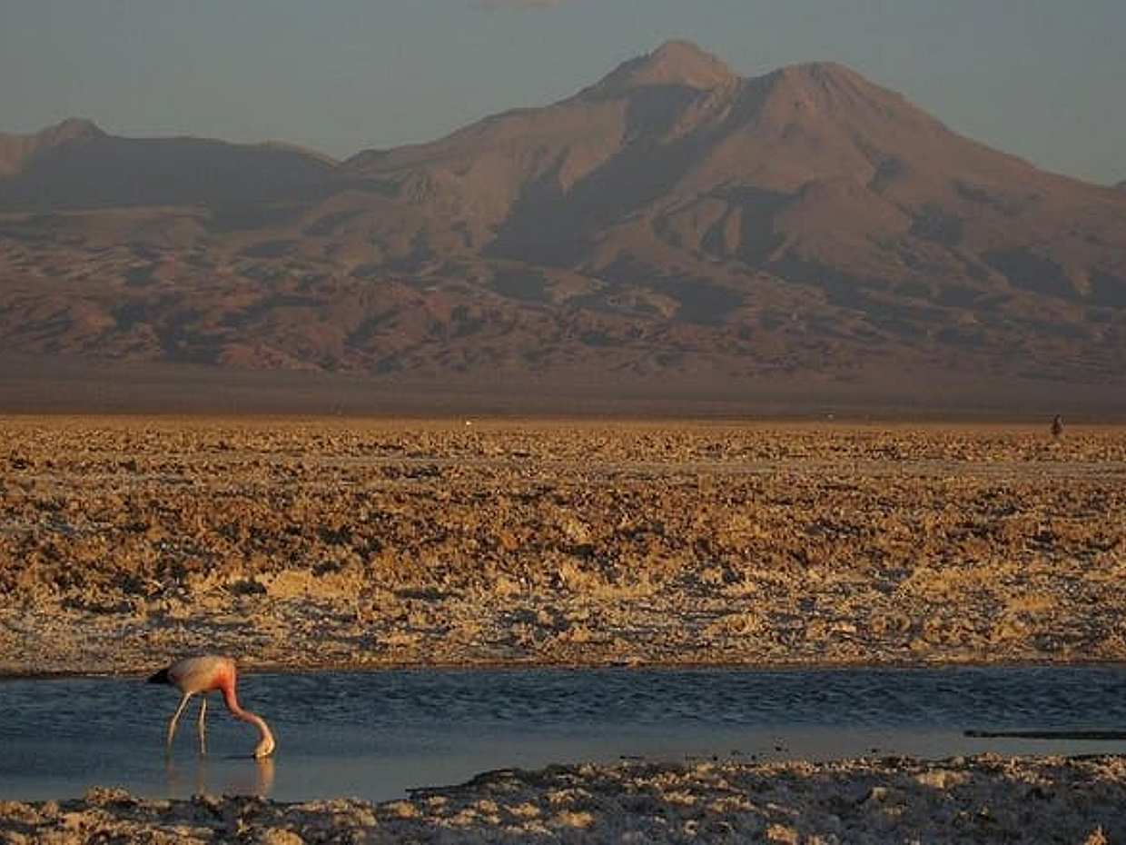 San Pedro de Atacama, Laguna de Chaxa και Toconao - Μισή μέρα, Χιλή