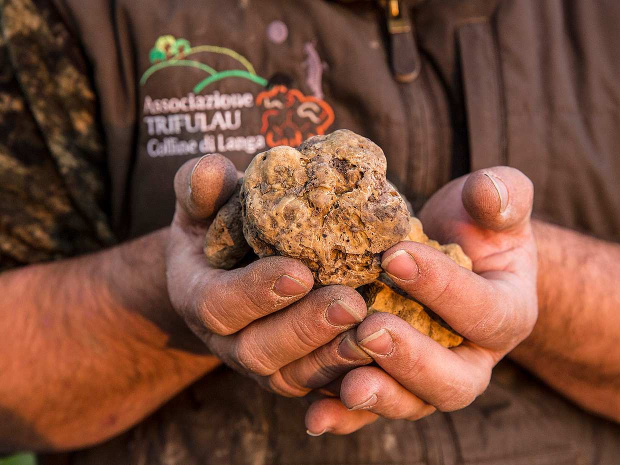 Truffle Hunting Tour in Italy, Truffle hunting, photo 3