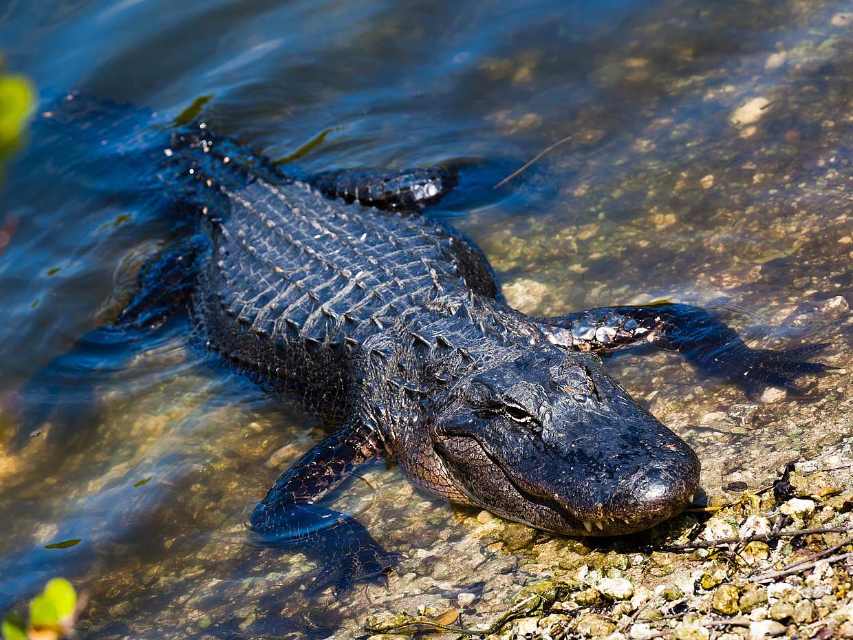 Everglades Holiday Park Tour in United States, photo 3