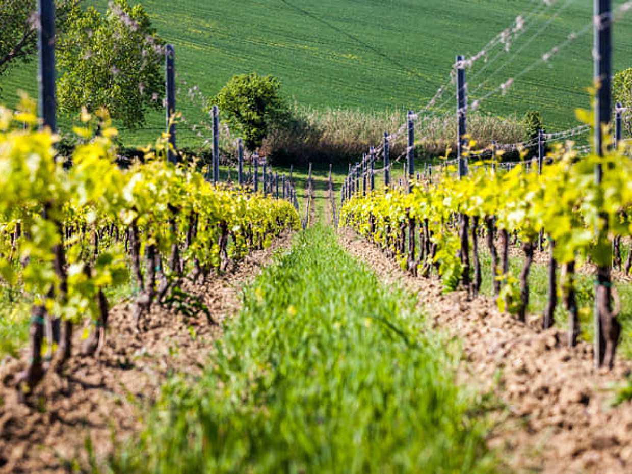 Rimini: San Valentino Tasting – 5 Signature DOC Wines with Local Delights, photo 2