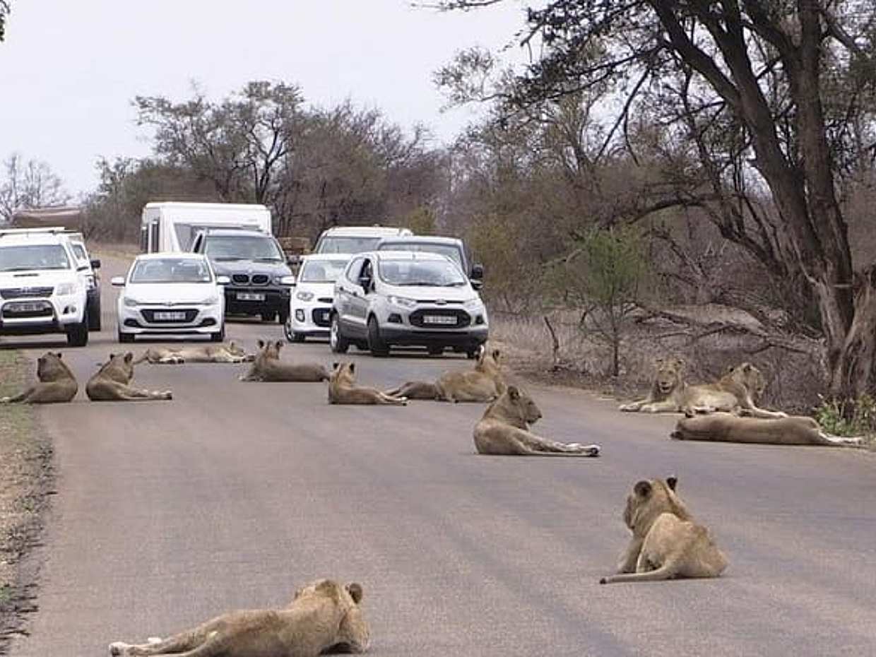 Nairobi Airport Layover Half Day Tour Nairobi National Park, photo 3