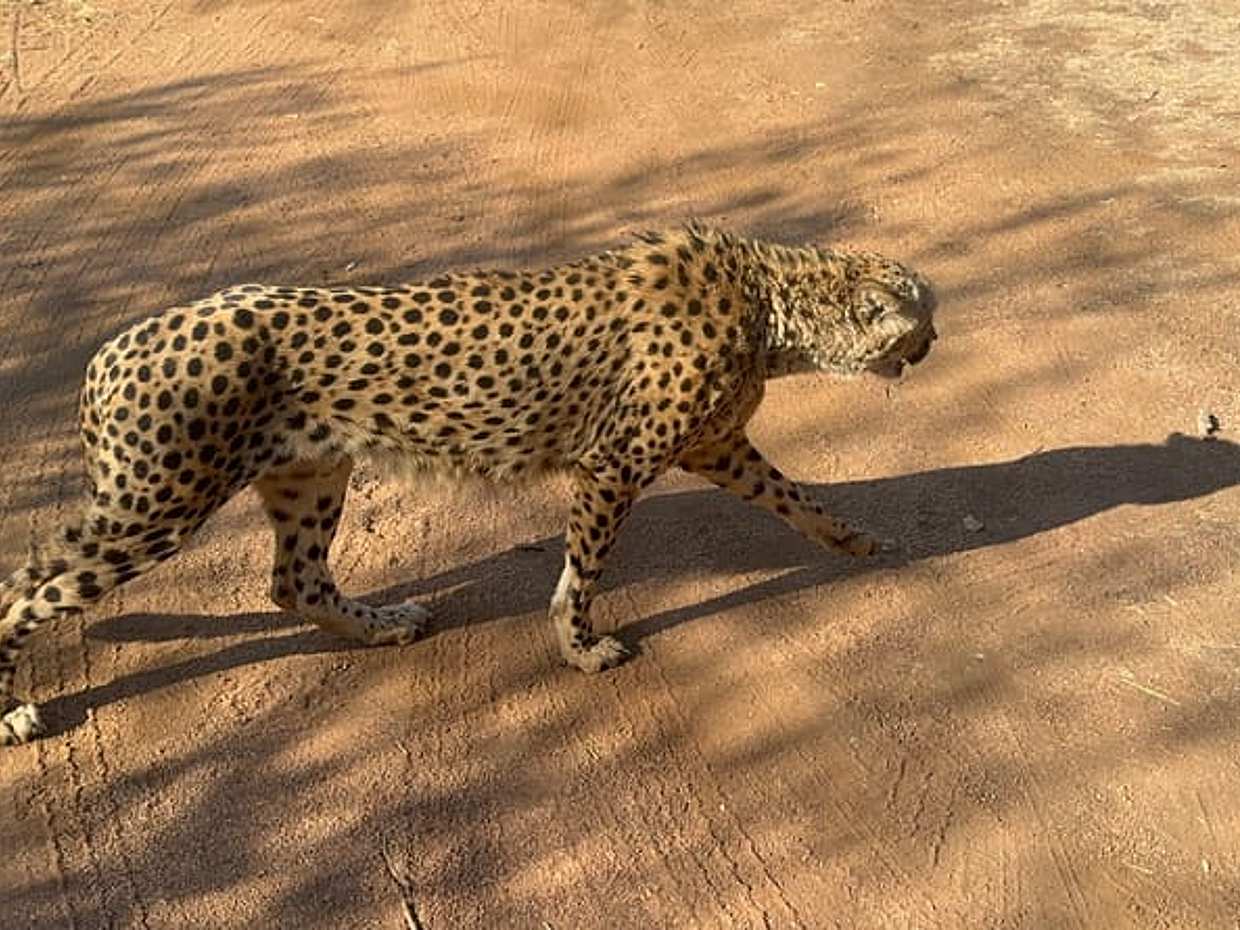Ann Van Dyk Cheetah Centre Tour из Йоханнесбурга или Претории, Южная Африка, photo 3