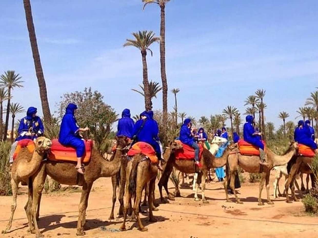 Camel Ride in Marrakech Palm Grove, photo 3