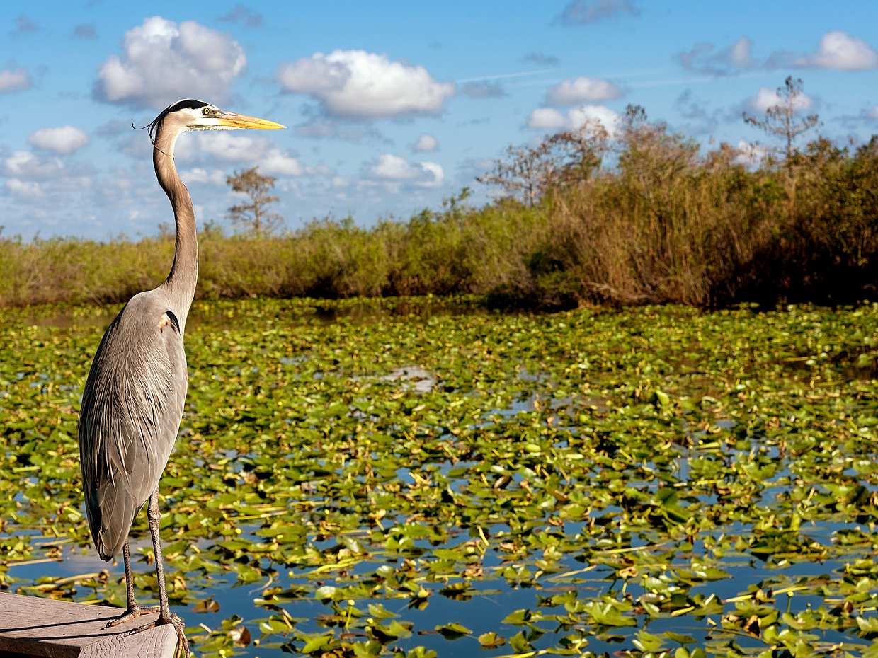 Everglades Holiday Park Tour in United States, photo 2