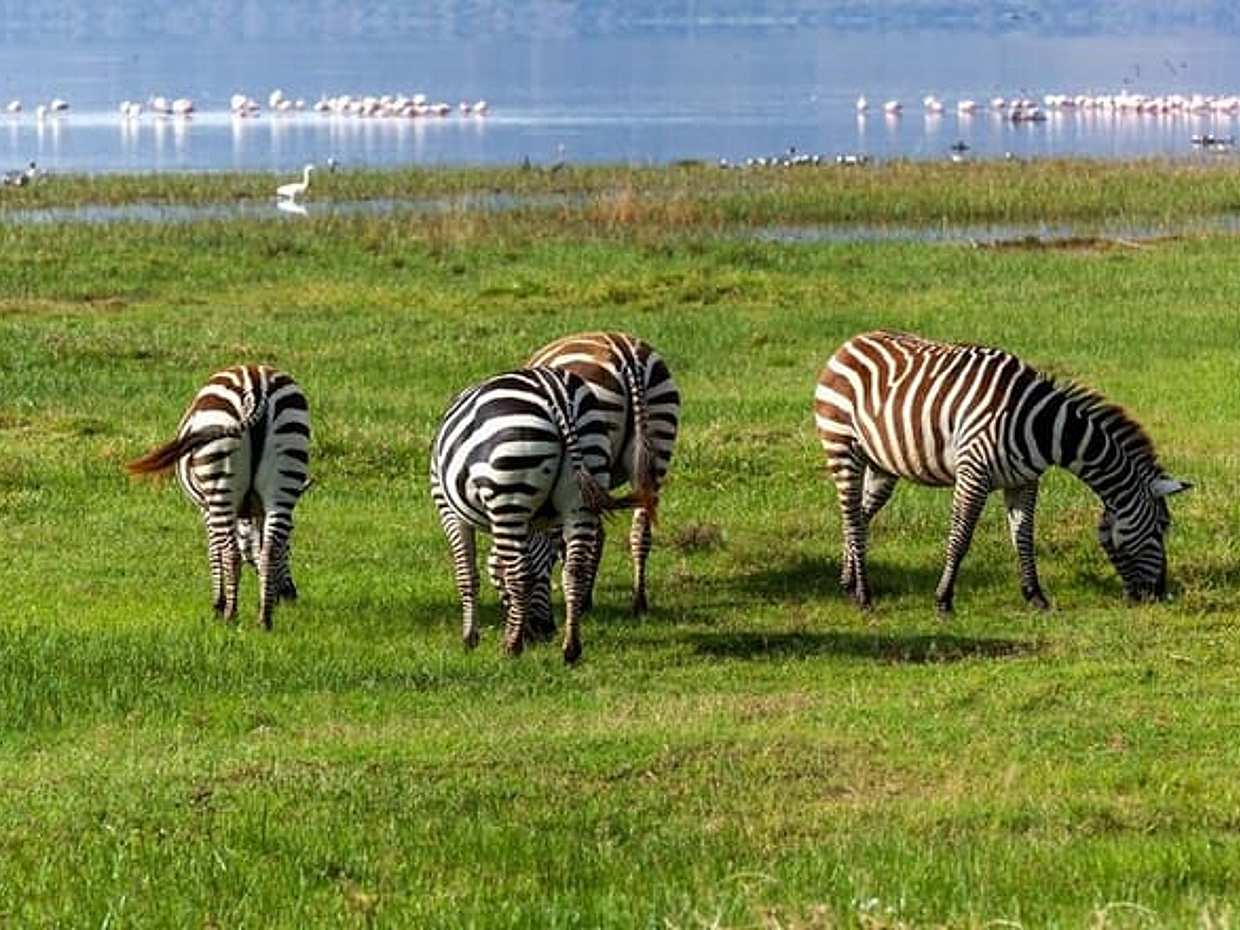Lake Nakuru Flamingo 4X4 Safari in Kenya, Nairobi